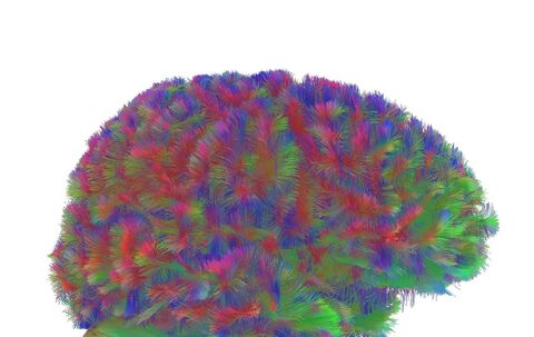 Kindheit bis Alter – Gehirnstruktur durchläuft fünf Phasen