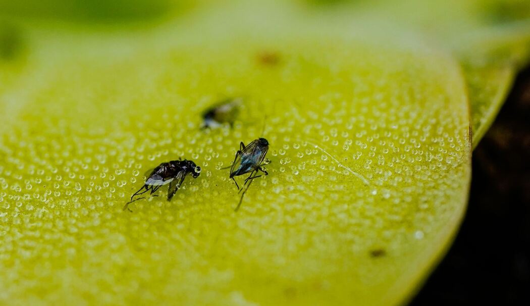 Fruchtfliegen Fruchtfliegen