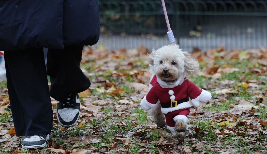 Weihnachtspulli-Parade in London