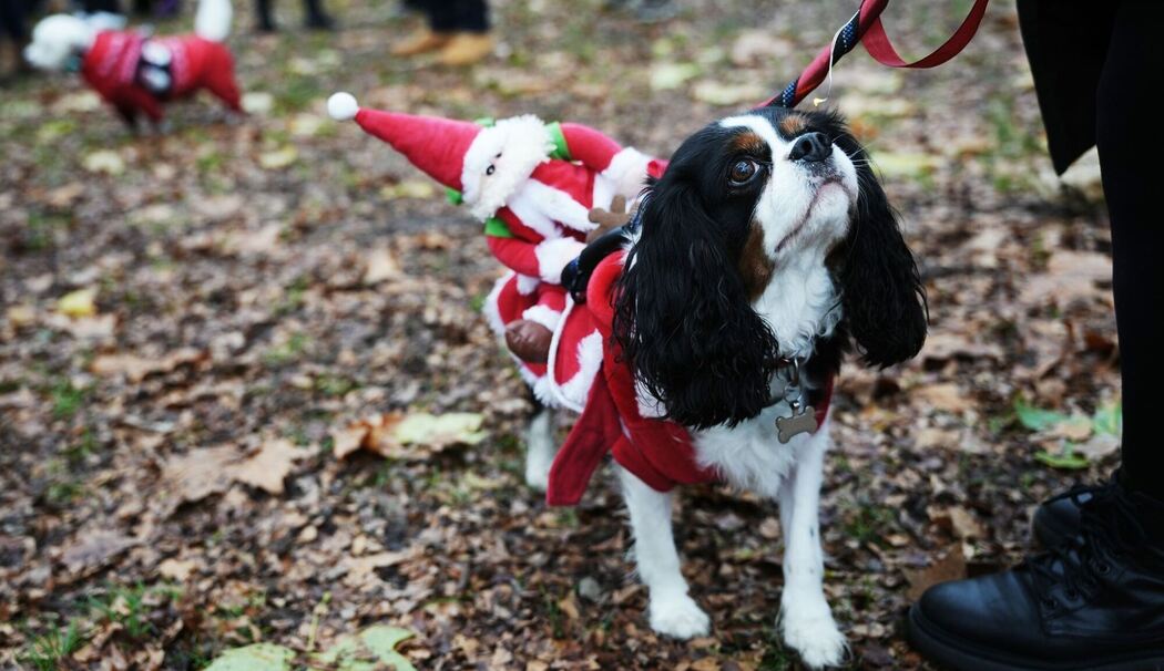 Weihnachtspulli-Parade in London