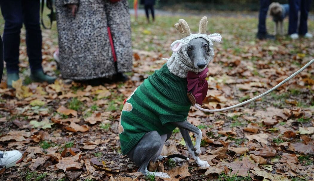 Weihnachtspulli-Parade in London