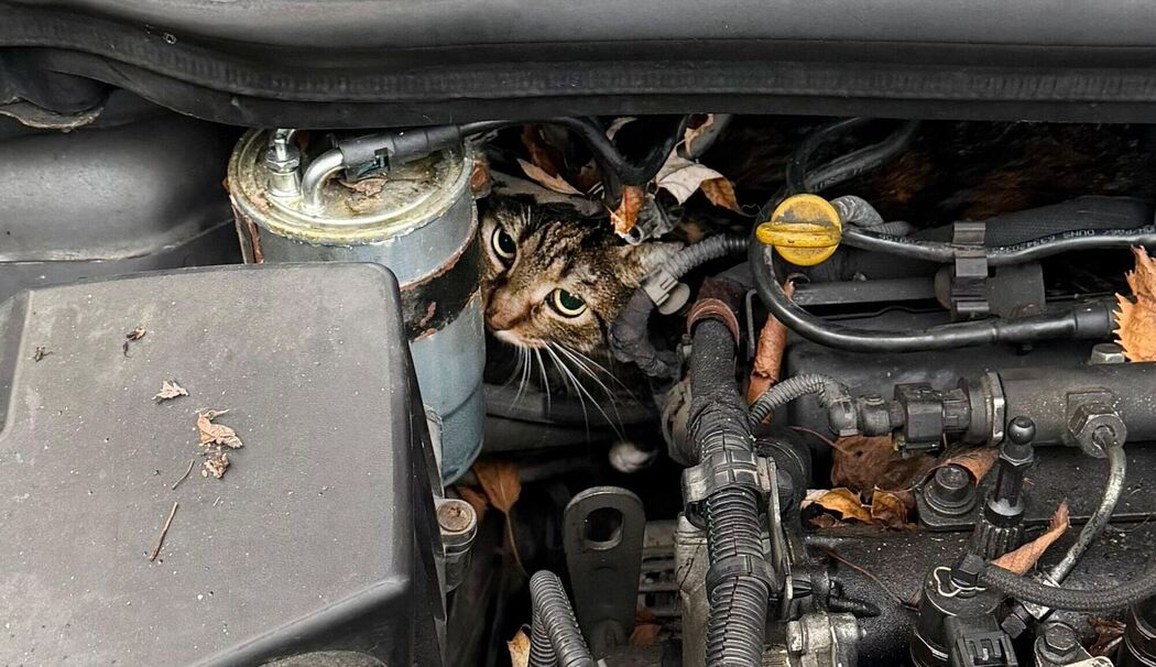 Katze aus Motorraum befreit