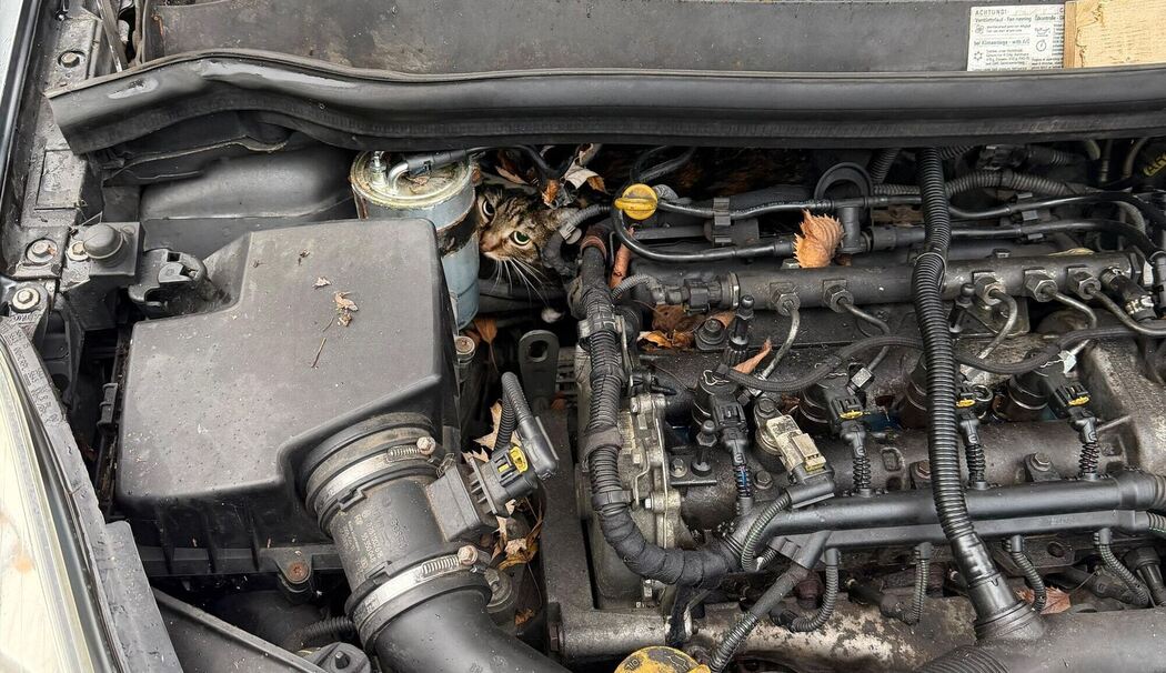 Katze aus Motorraum befreit