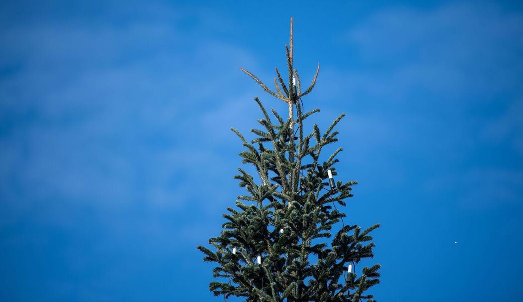 Bundespräsident entzündet Lichter am Weihnachtsbaum vor Bellevue Bundespräsident entzündet Lichter am Weihnachtsbaum vor Bellevue