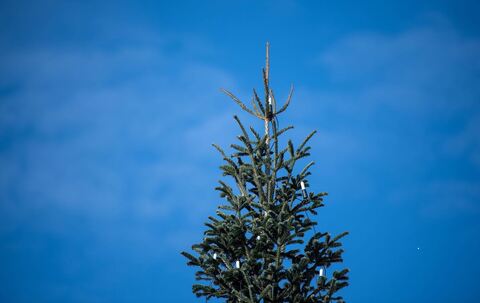 Bundespräsident entzündet Lichter am Weihnachtsbaum vor Bellevue