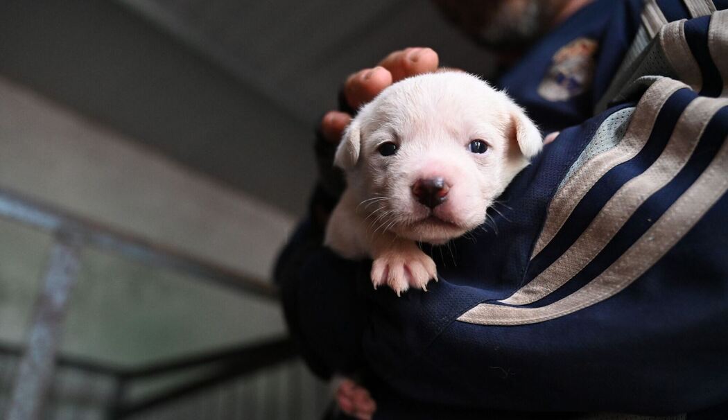 Hundewelpe - Symbolbild