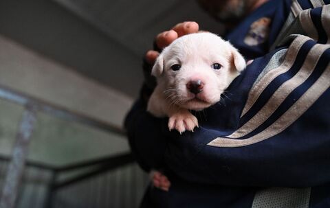 Hundewelpe - Symbolbild