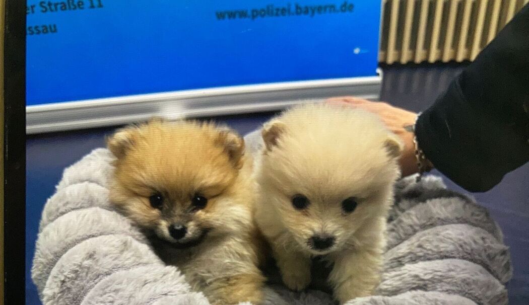 Polizei nimmt Frau bei Kontrolle Zwergspitz-Welpen ab
